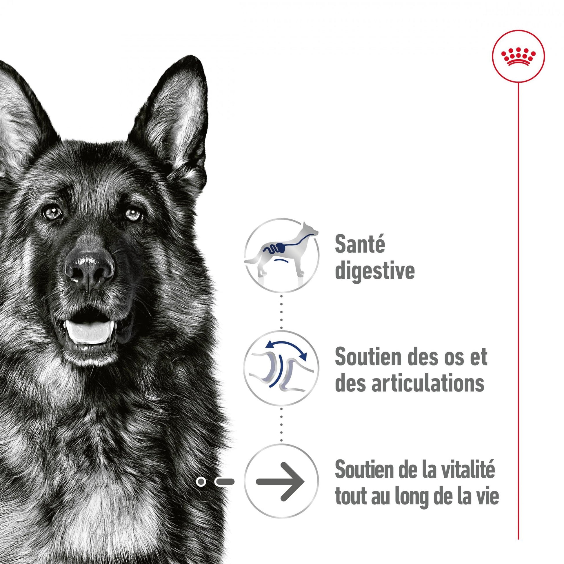 ROYAL CANIN® Maxi Ageing 5+ Mousse - Le Royaume de Lecki