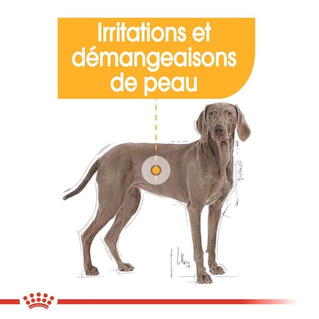 ROYAL CANIN® Maxi Dermacomfort - Le Royaume de Lecki