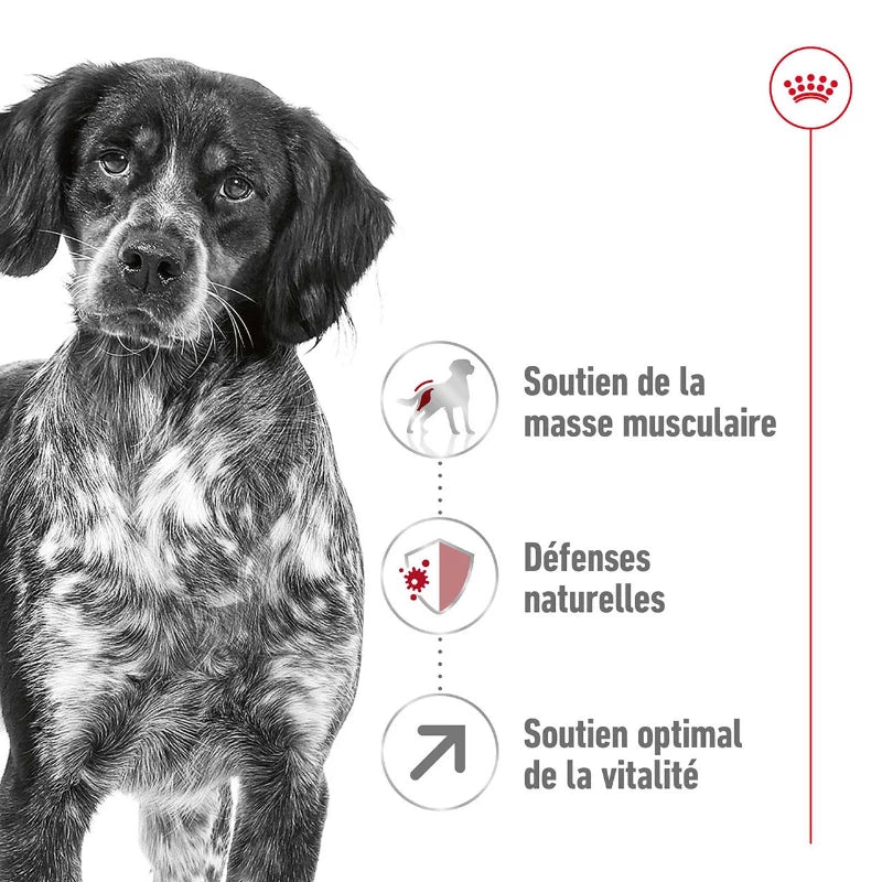 ROYAL CANIN® Medium Adult 7+ - Le Royaume de Lecki