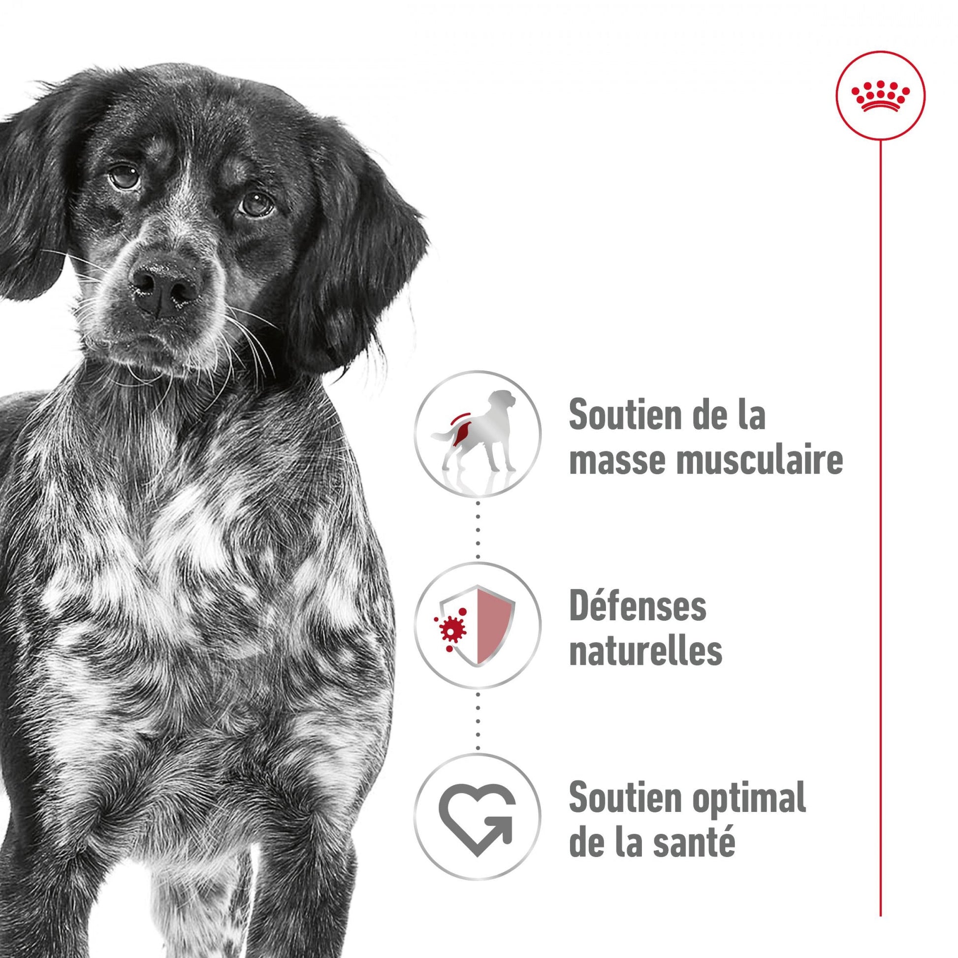 ROYAL CANIN® Medium Adult Mousse - Le Royaume de Lecki