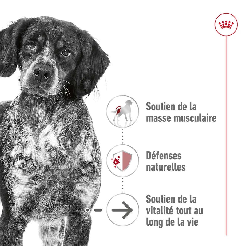 ROYAL CANIN® Medium Ageing 10+ - Le Royaume de Lecki