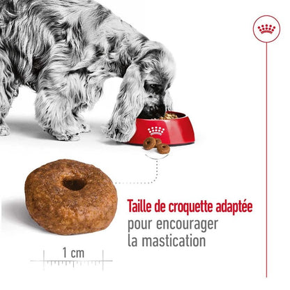 ROYAL CANIN® Medium Ageing 10+ - Le Royaume de Lecki