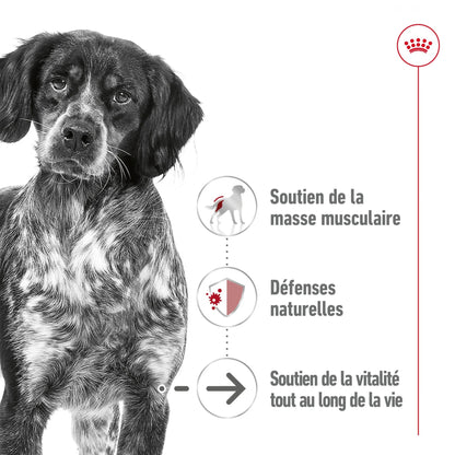 ROYAL CANIN® Medium Ageing 7+ Mousse - Le Royaume de Lecki