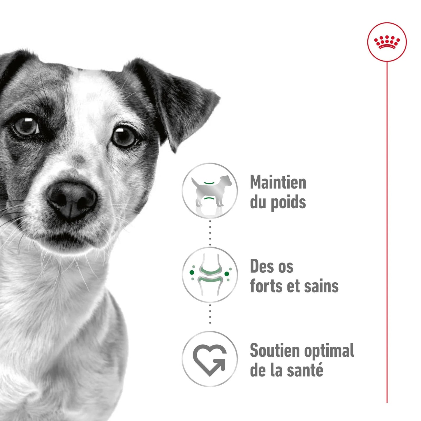 ROYAL CANIN® Mini Adult Mousse - Le Royaume de Lecki