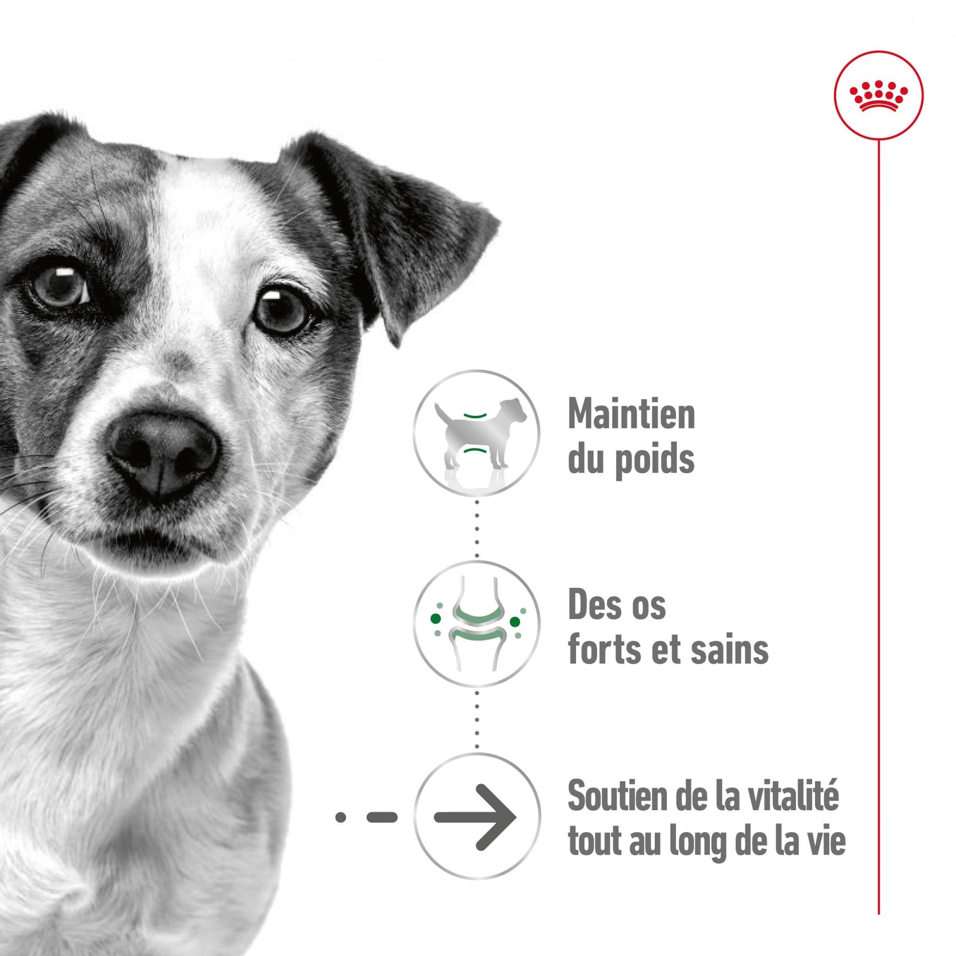 ROYAL CANIN® Mini Ageing 8+ Mousse - Le Royaume de Lecki