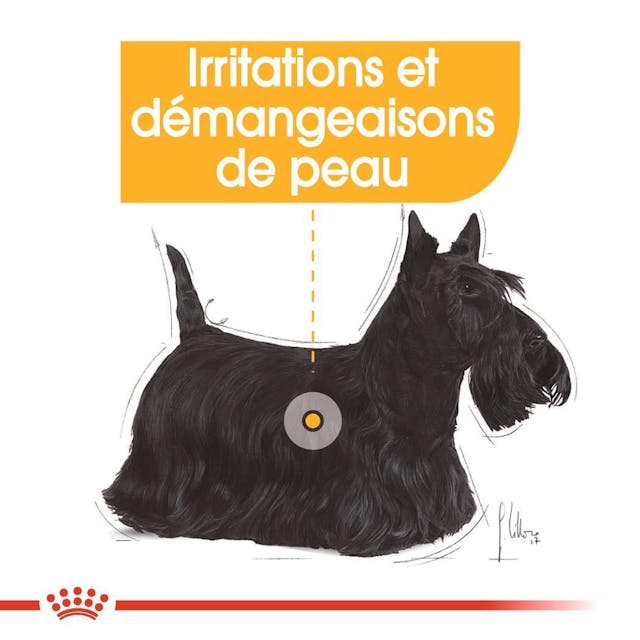 ROYAL CANIN® Mini Dermacomfort - Le Royaume de Lecki