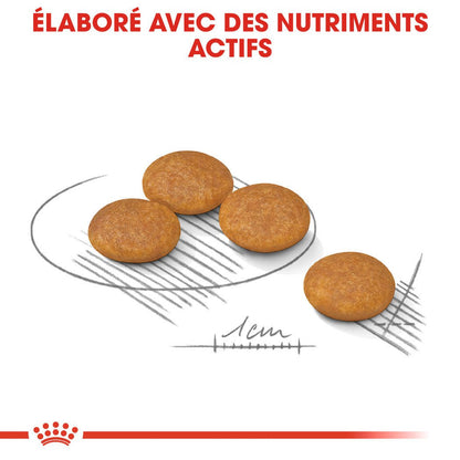 ROYAL CANIN® Mini Dermacomfort - Le Royaume de Lecki