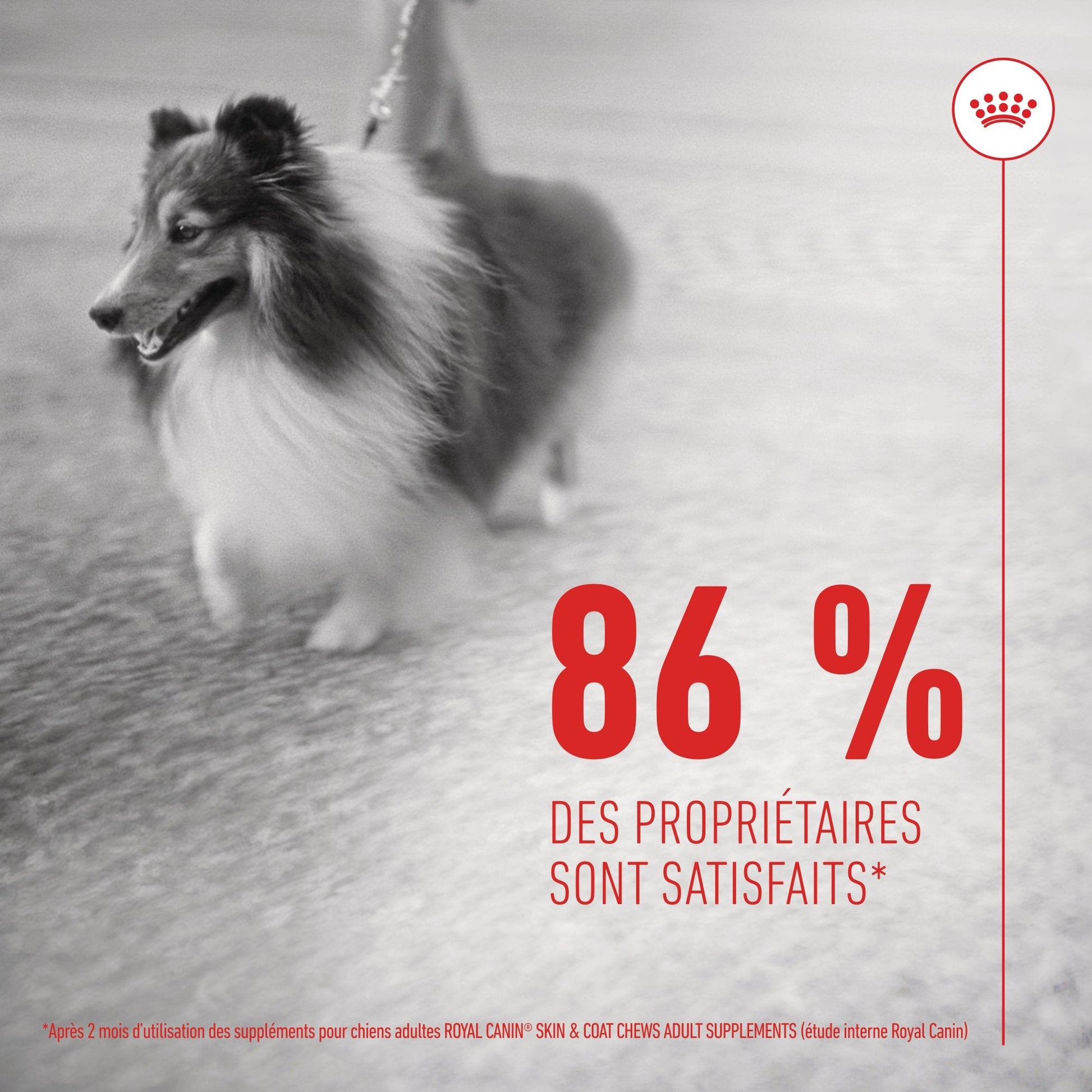 ROYAL CANIN® Skin & Coat Adult Chews - Le Royaume de Lecki