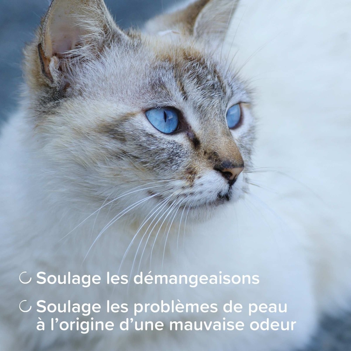 Shampooing assainissant DermaCare Beaphar - Le Royaume de Lecki