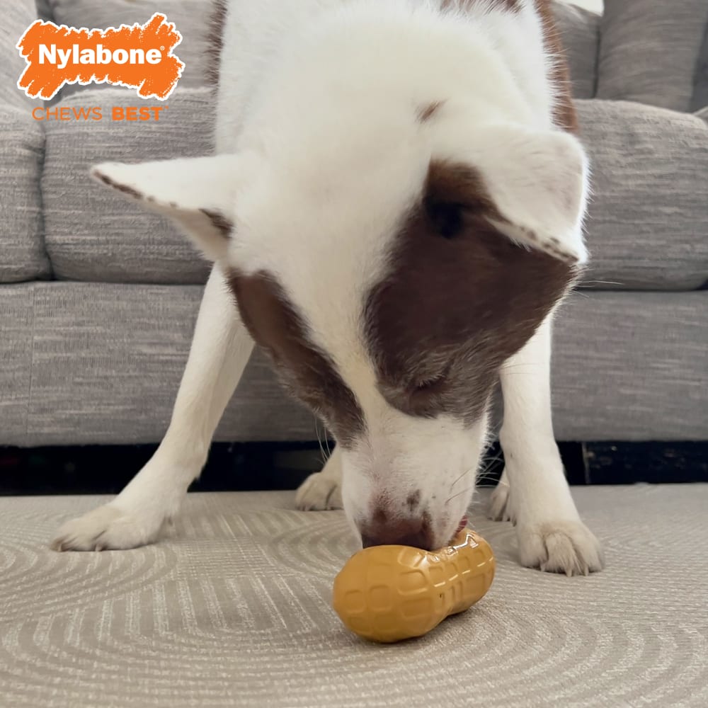 Strong Chew Peanut Nylabone - Le Royaume de Lecki