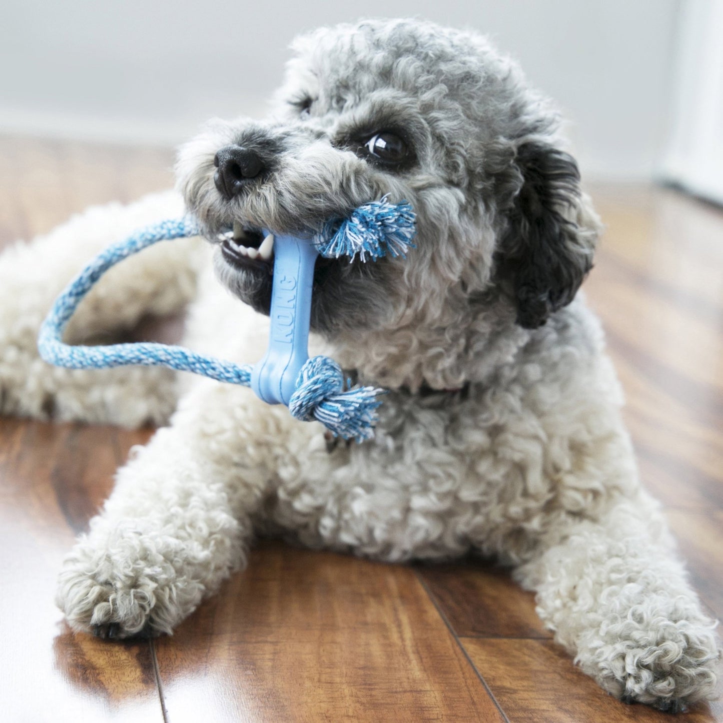 KONG® Puppy Goodie Bone avec corde - Le Royaume de Lecki