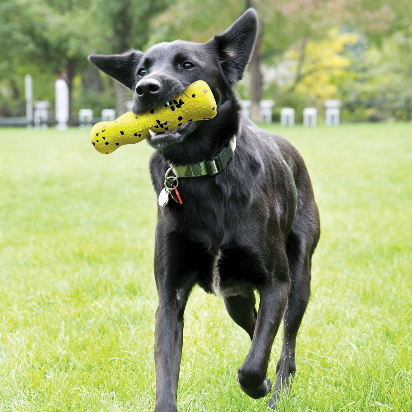 KONG® Reflex Stick - Le Royaume de Lecki