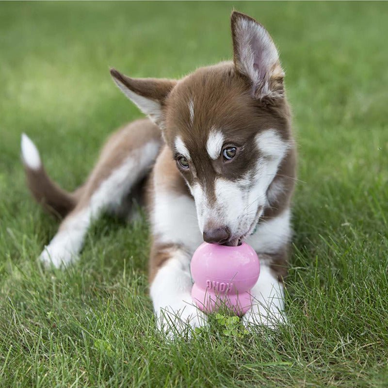 Pâte KONG® Easy Treat Puppy - Le Royaume de Lecki