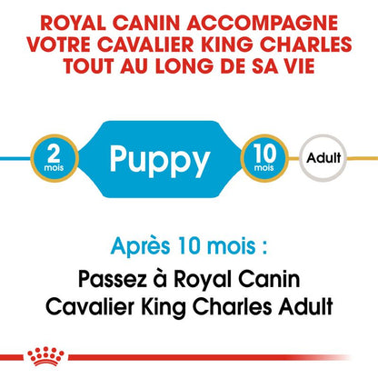 ROYAL CANIN® Cavalier King Charles Puppy - Le Royaume de Lecki