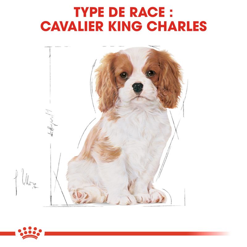 ROYAL CANIN® Cavalier King Charles Puppy - Le Royaume de Lecki