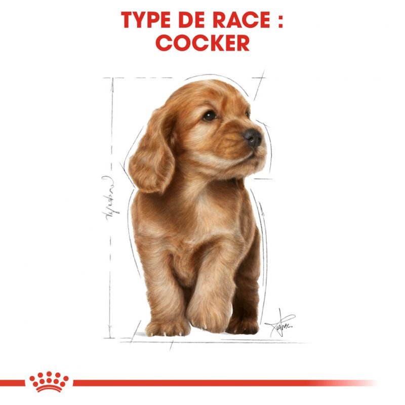 ROYAL CANIN® Cocker Puppy - Le Royaume de Lecki