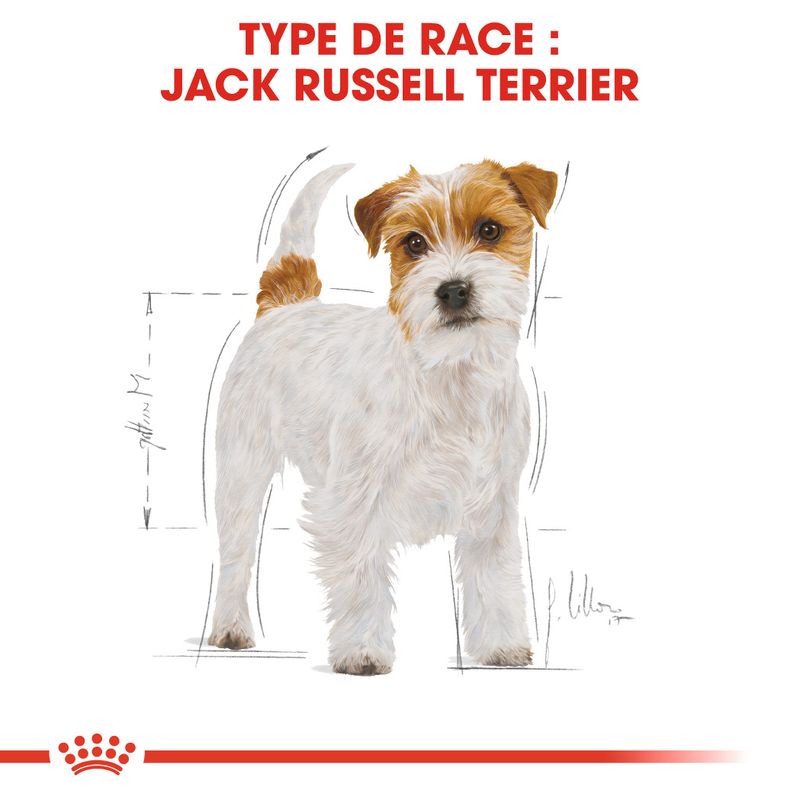 ROYAL CANIN® Jack Russell Terrier Adult - Le Royaume de Lecki