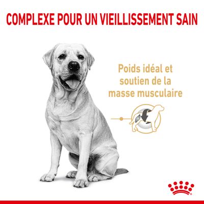 ROYAL CANIN® Labrador Retriever Adult 5+ - Le Royaume de Lecki