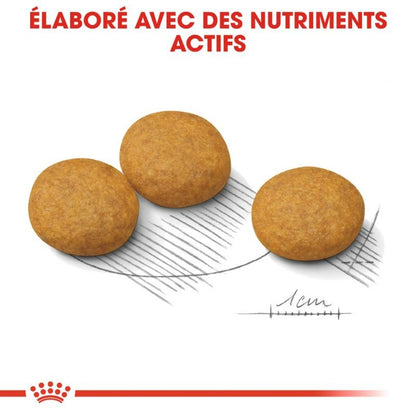 ROYAL CANIN® Medium Dermacomfort - Le Royaume de Lecki