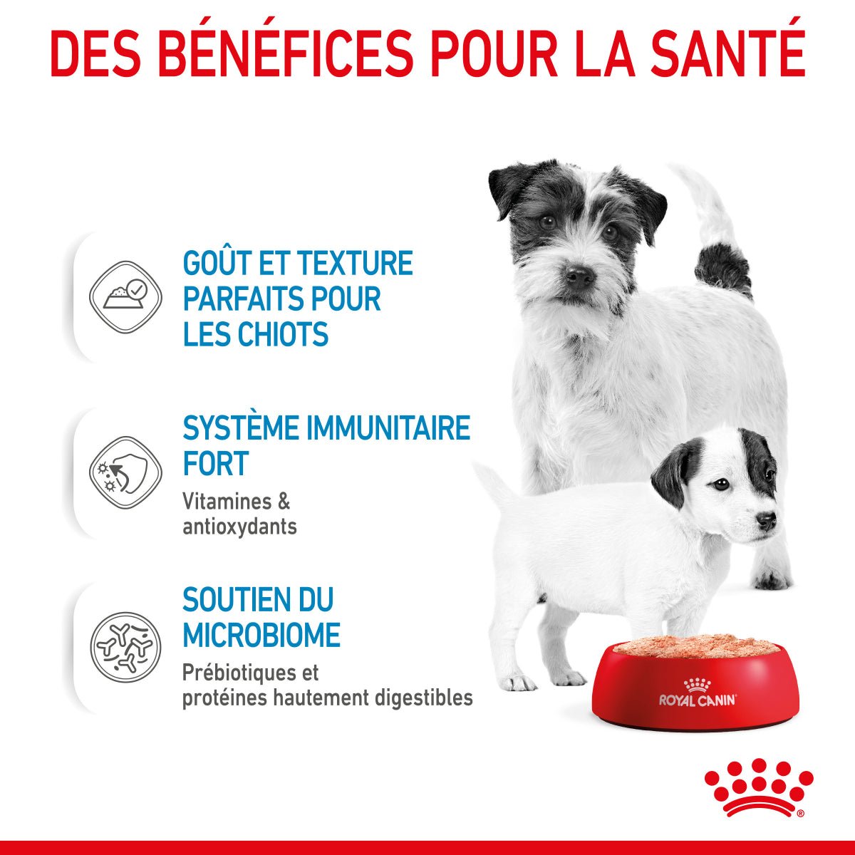 ROYAL CANIN® Starter Mousse Mother & BabyDog - Le Royaume de Lecki